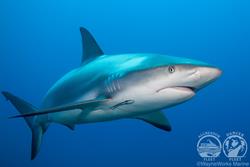 Turks & Caicos - Luxury Aggressor Liveaboard. Shark diving.